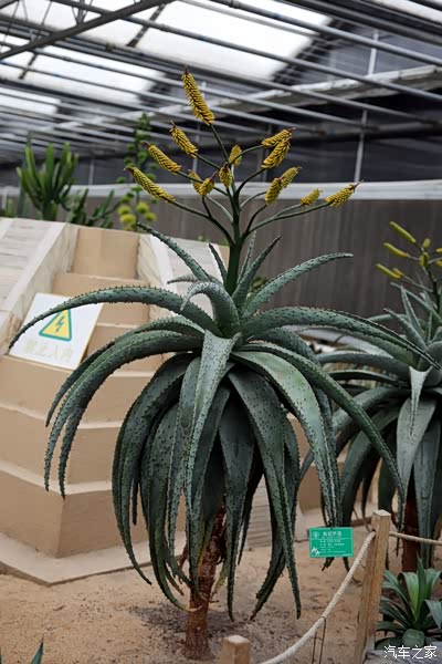 看看怪名字鬼切芦荟