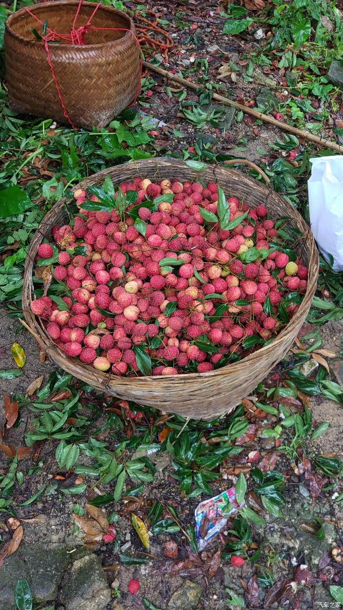 主题是荔枝,但不知道怎么又变成了"爽"