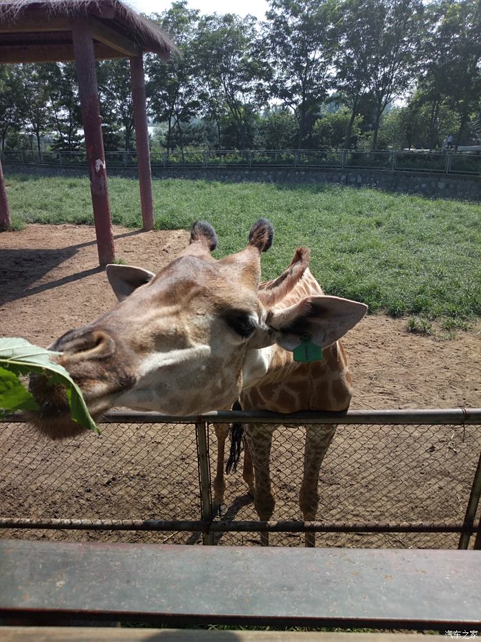 相親相愛一家人遊石家莊動物園