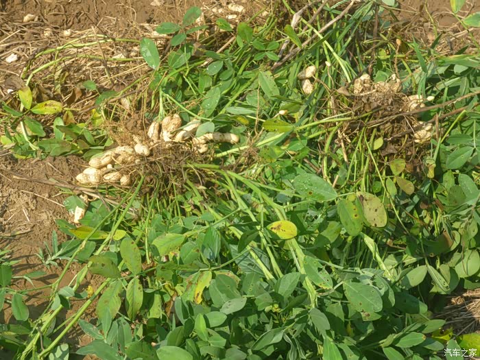 【石家庄cs35车友会】自驾35采摘花生