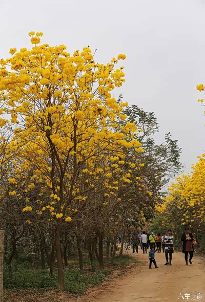 半夜三更发大片,黄花风铃木--春天里的金秋。