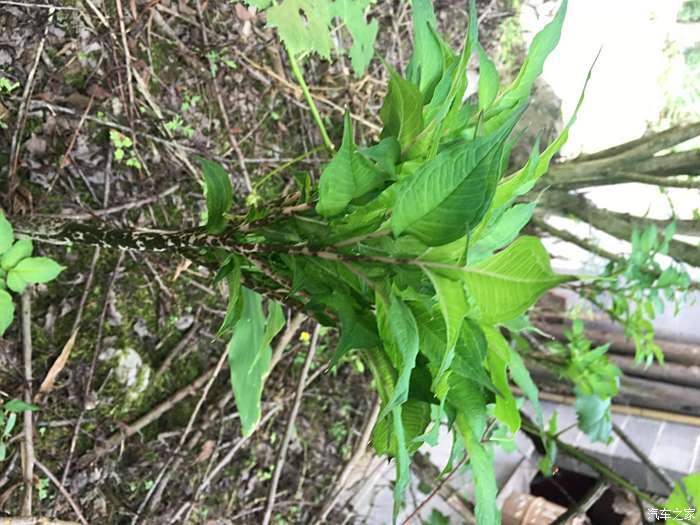 這種植物估計人都沒見過,據介紹,這種植物叫魔芋,我們在菜場吃魔芋