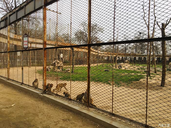 春暖花开,中国南北极考察选用车辆奔腾t99的邢台动物园之旅!