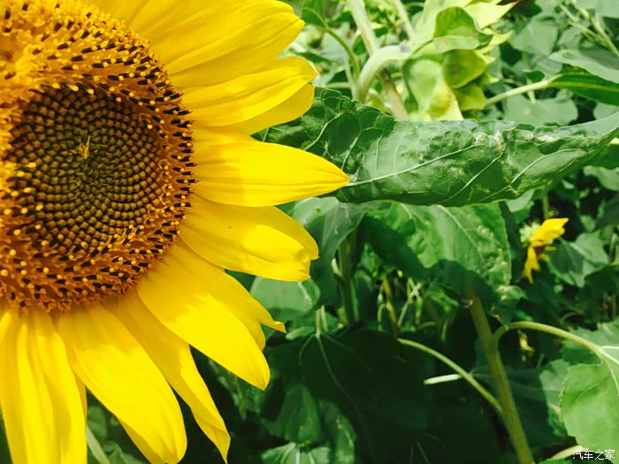 代表希望的向日葵!