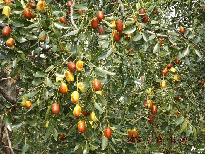 山东宁阳葛石大枣采摘记