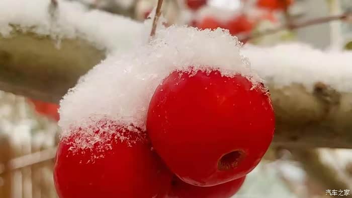 白雪皑皑 满园挂满红山果——海棠果