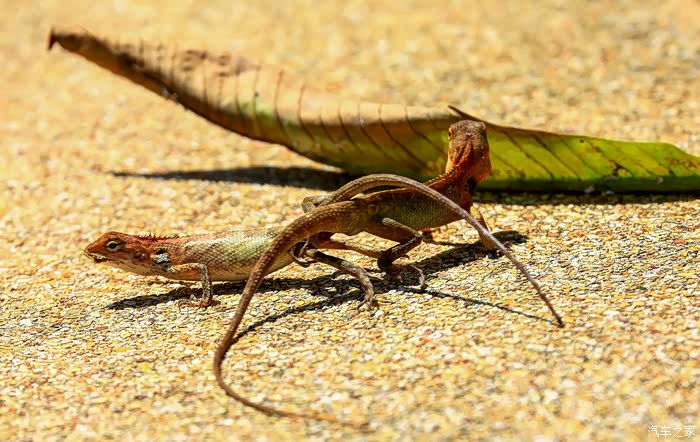 近距离拍蜥蜴