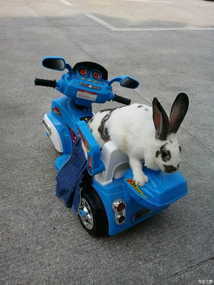 兔子倒骑摩托车的样子