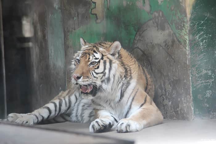 天津动物园狮虎馆