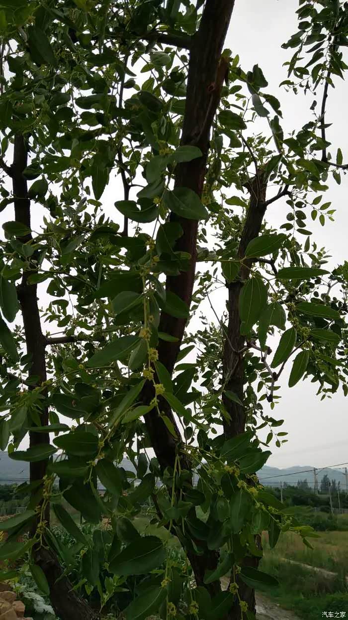 夏季回陕西参加龙王庙会