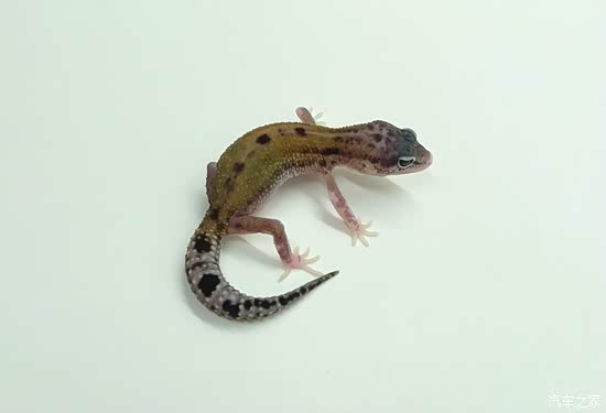 不就白化的泰鳄吗? 多少钱一只?