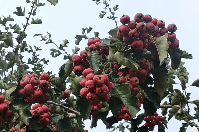 石家庄cs35车友会博野县大北河山楂