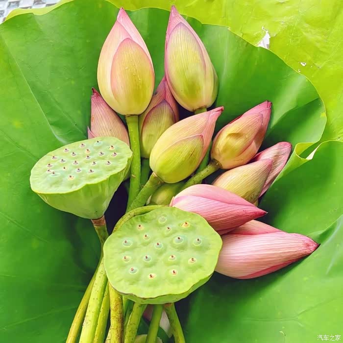 带着小白猫看荷花摘莲蓬.