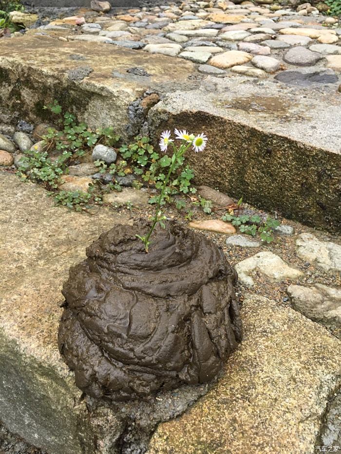 鲜花牛粪图片大全图片