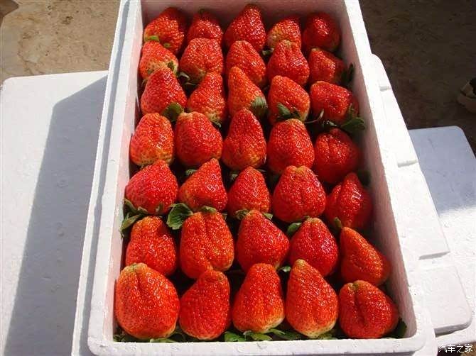 寒冬也鲜嫩刘家峡草莓园一日游