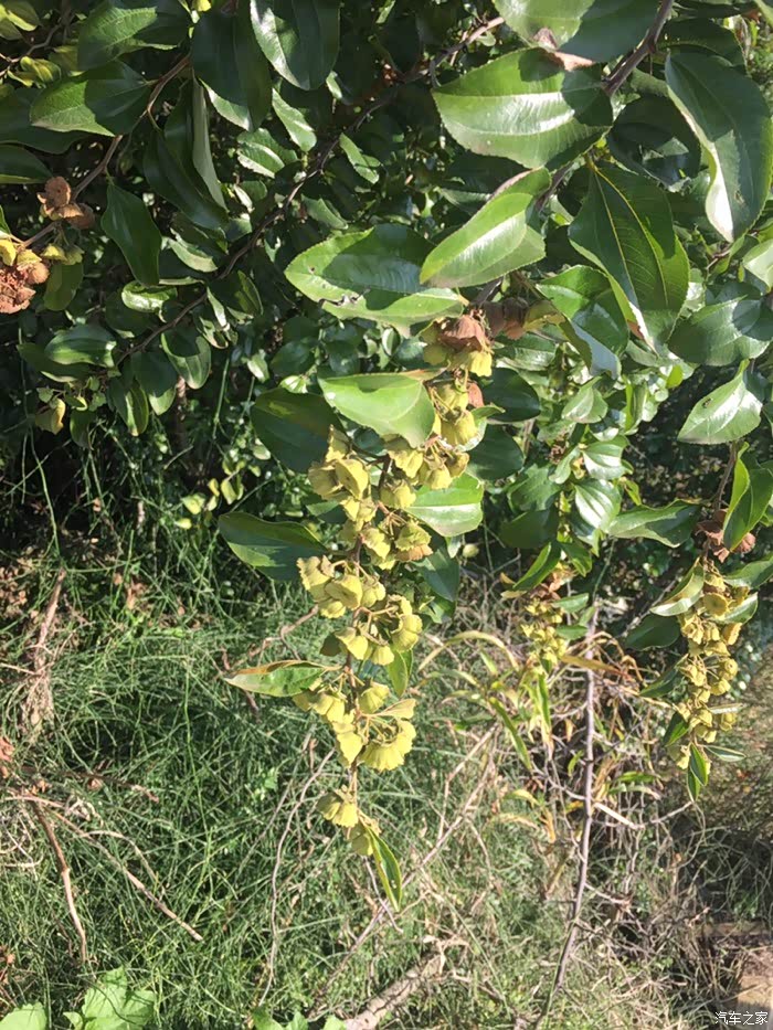 橘子熟了,跟我的橙宝很配喔