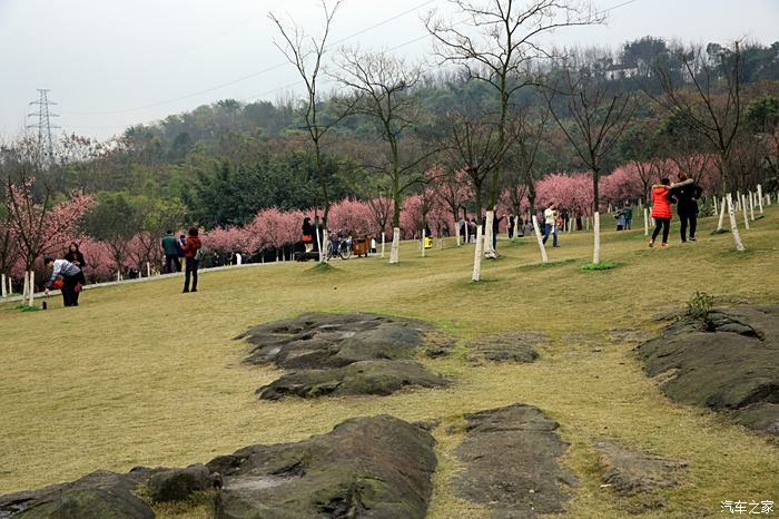 自駕照母山春風細雨自成趣人面桃花相映紅上