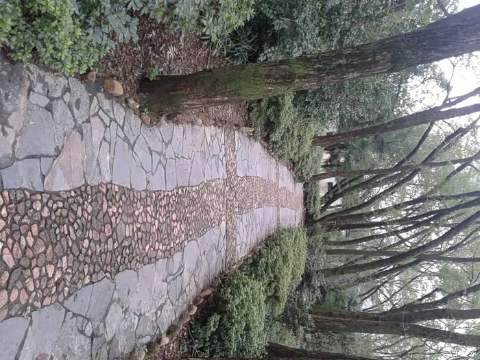 秋游相思林公园