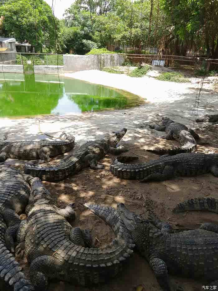【玩在当下】斗门鳄鱼岛半天行