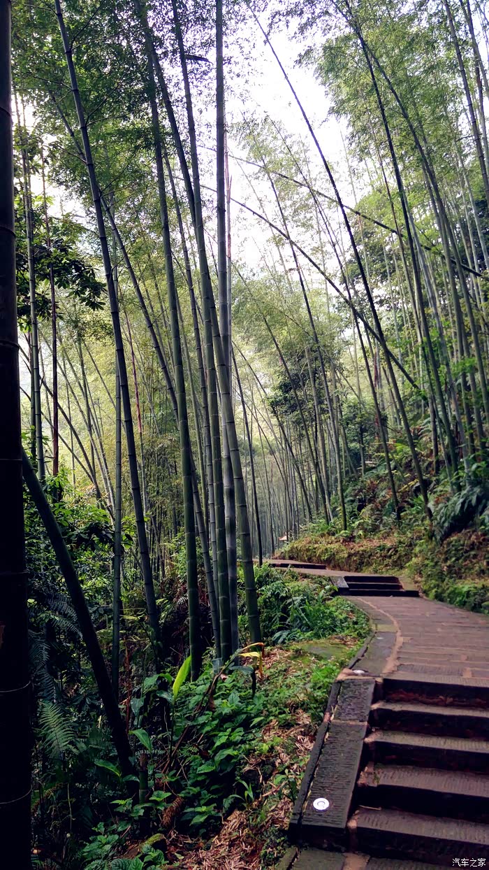 墨大白baymax五一宜宾蜀南竹海小游记