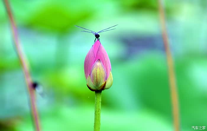 拍莲心经-爱莲之美.人皆有之.