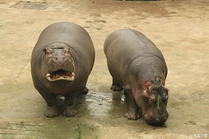 杨家坪动物园慢慢看