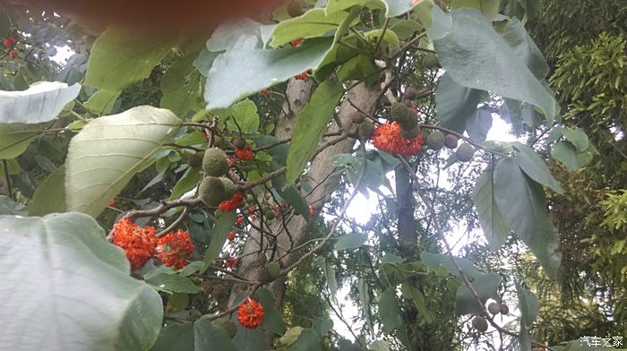 好多年沒見這個東西了 皮樹果可以吃的