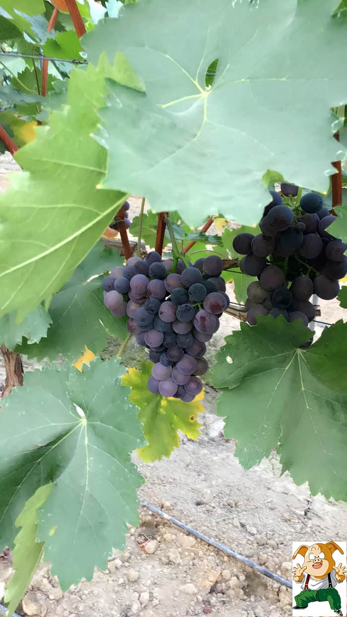 合肥转悠大圩葡萄采摘区快游两小时