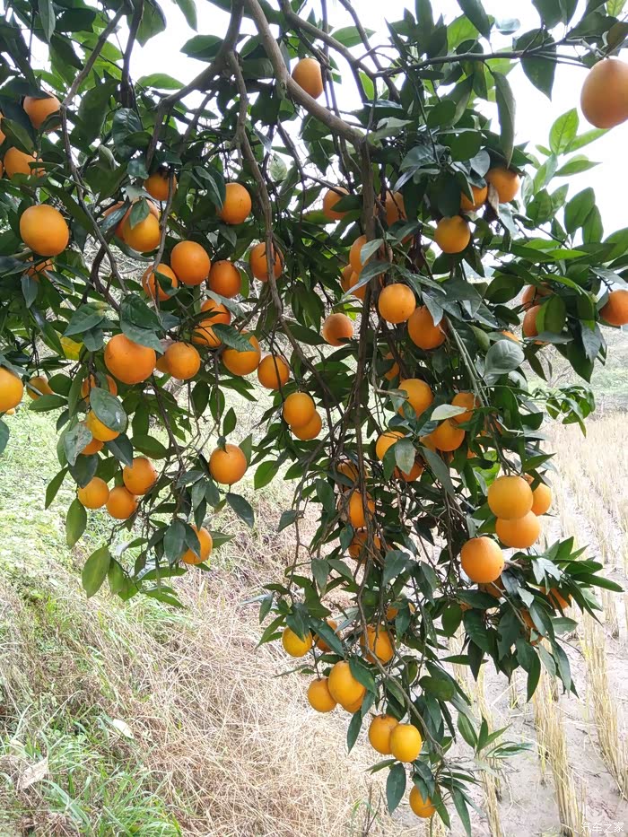 【图】发个贴:摘广柑_重庆论坛_汽车之家论坛