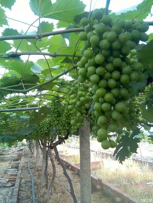 乐不思暑串串水晶挂满枝采摘葡萄正当时
