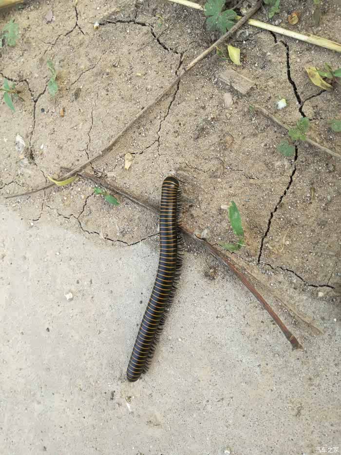 这是千足虫?吗?