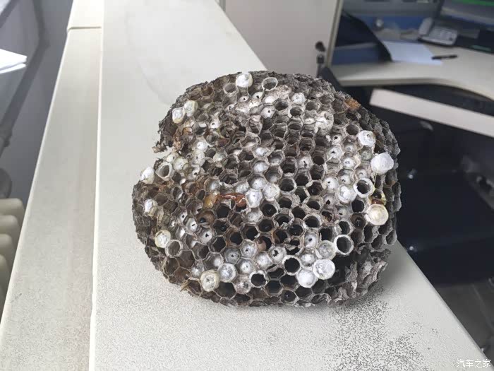 捅了个马蜂窝密度恐惧症者慎入