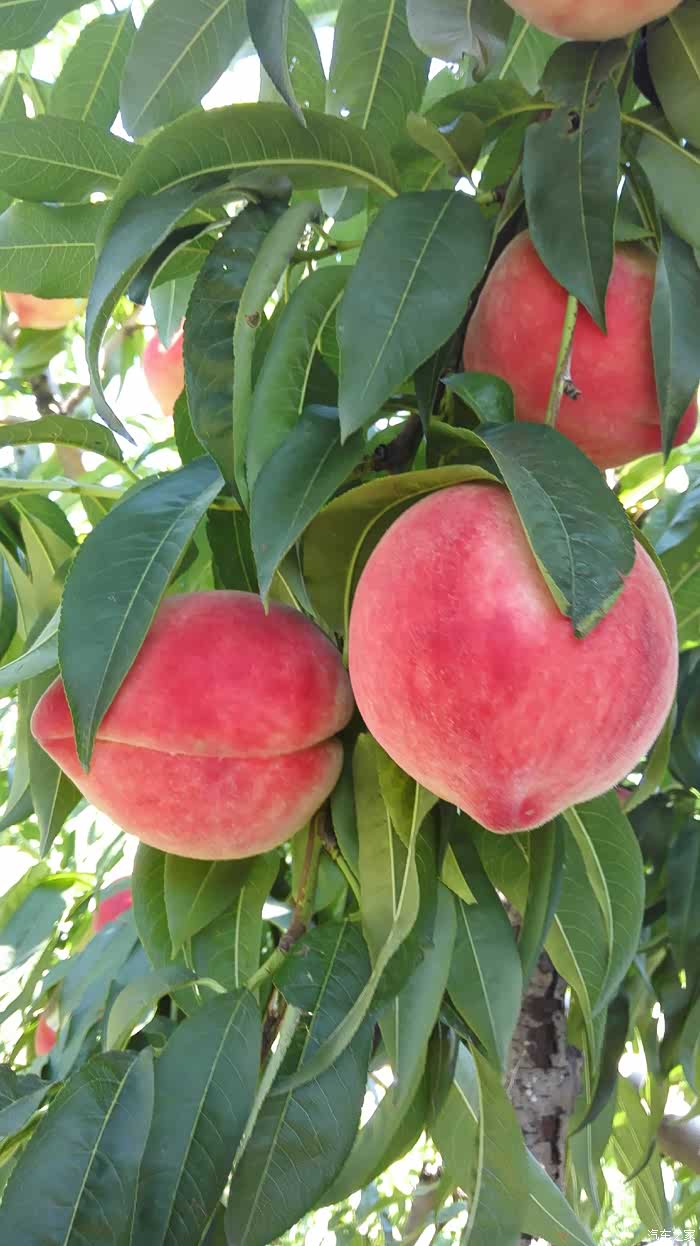 玩在当下周末平谷摘大桃