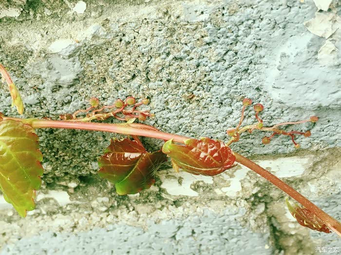 能看清爬山虎的触角吗?