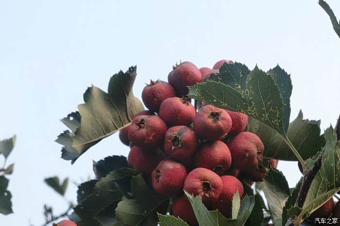 石家庄cs35车友会博野县大北河山楂