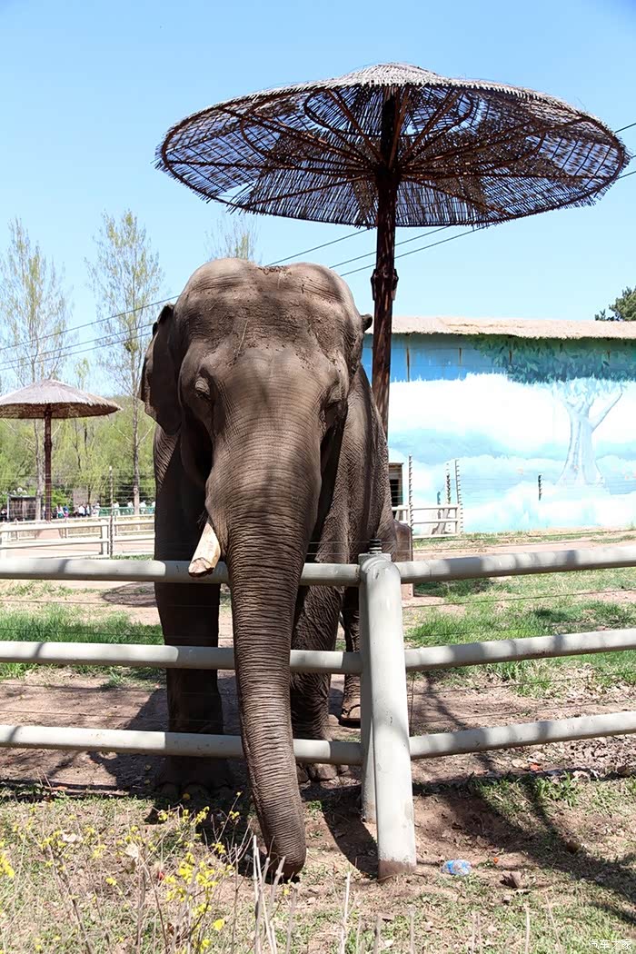 【自驾】沈阳动物园一日游(初试172媳妇当车模!