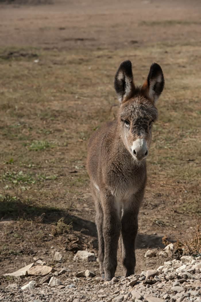追赶秋天的色彩,傲虎环游东北记.