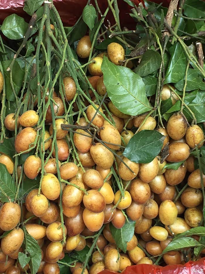 中午就开始摘洗黄皮了 黄皮俗称"鸡皮果",属芸香科植物,果实,树叶均