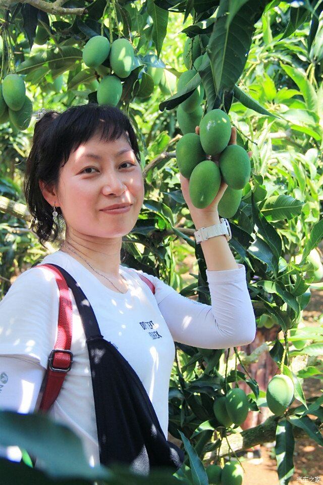 中國芒果之鄉雷州覃鬥摘芒果遊記