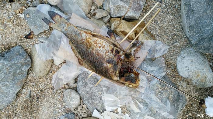 野外烤鱼
