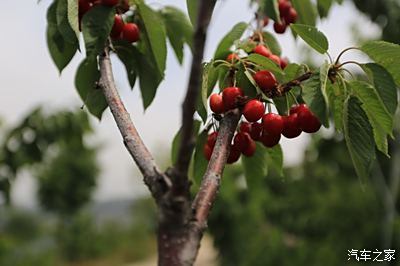 沂源燕崖镇樱桃采摘节图片