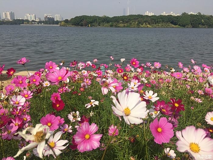 【豔陽如春】帶你看冬日最美的花海——海珠湖遊記