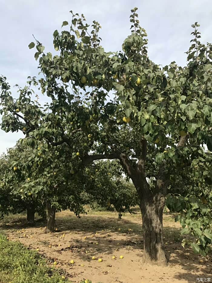 快来啊大兴梨花村的梨熟了