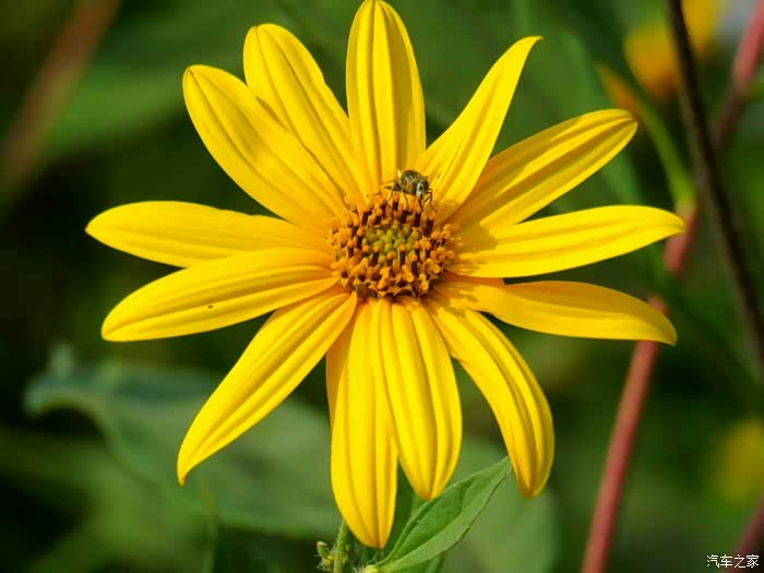 外表美丽内心丑陋的洋姜花