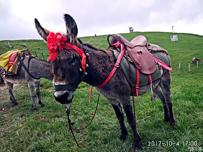登高壮观天地间,草原蓝天去不还.