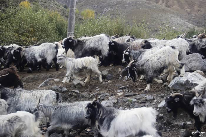 410225 | 回复: 2295 自驾游论坛 驾轩逸,游西藏,半百之人也疯狂 床车