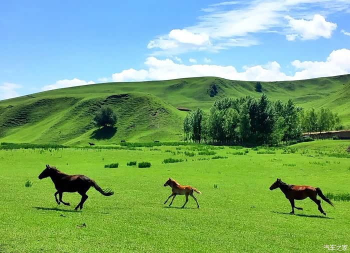 草原上驰骋的马儿