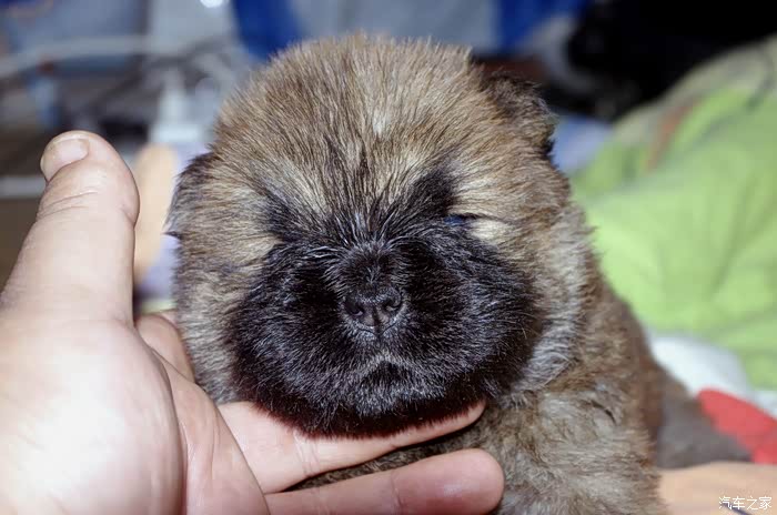 家里添了一窝松狮宝宝,和大家分享下
