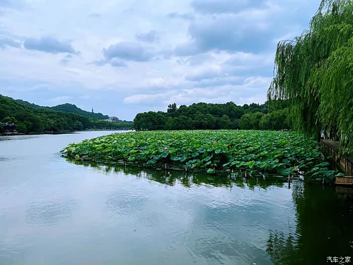 柳树,荷花,荷叶,蓝天,白云,勾勒出一副完美的风景画