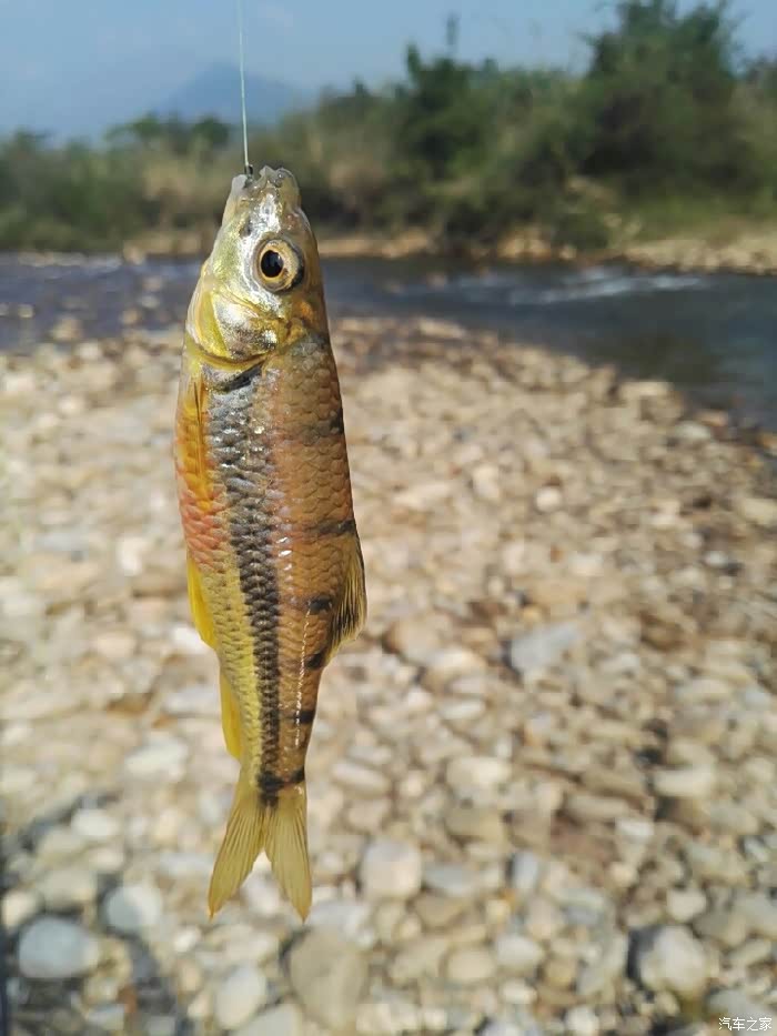 乡下小河钓石斑鱼
